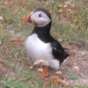 Puffin